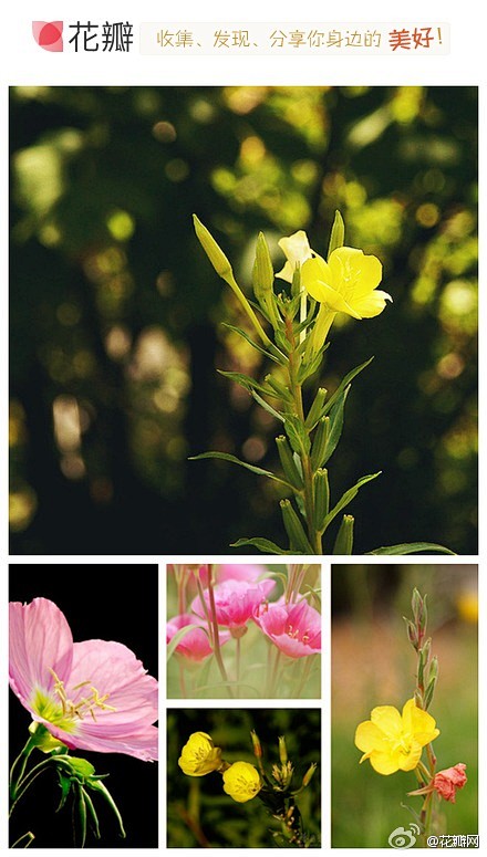 花瓣花语录 7月8日生日花 待霄草 柳叶菜科月见草属 花期7 9月 是被选用来祭祀13世纪初追求世界和平的葡萄牙女王 圣耶里莎贝斯的花朵 待霄草在傍晚时开花 并释放一整个晚上的香气 直到第二天清晨才枯萎雕谢 凡是受到这种花祝福而生的人 具有爱享乐的天性 花语