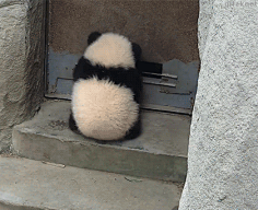 小妖Sika采集到可爱GIF
