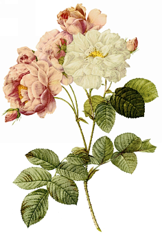 素美采集到玫瑰花 花类