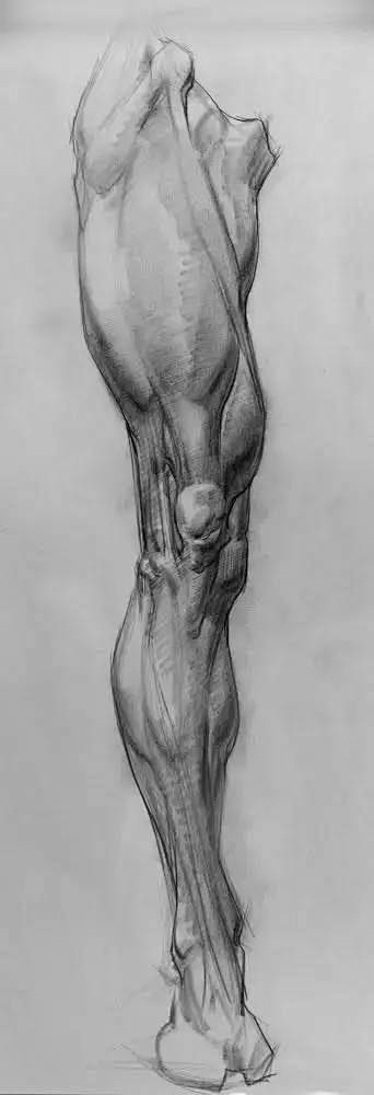 人体结构腿部结构腿部结构解析肌肉群解析喜欢画动漫的