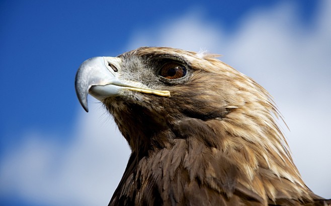 general2560x1600natureanimalsbirdseaglegoldeneaglescloseup