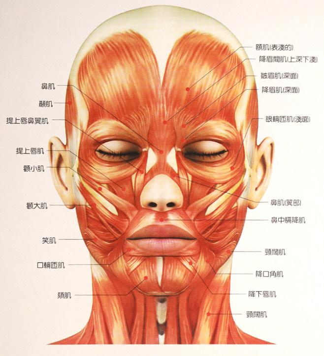 面部肌肉分布图