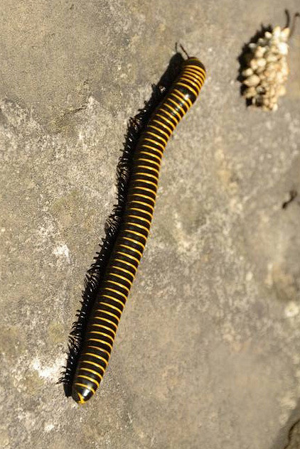 马陆目马陆总科马陆