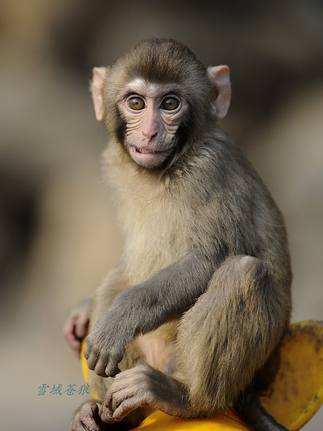 猕猴