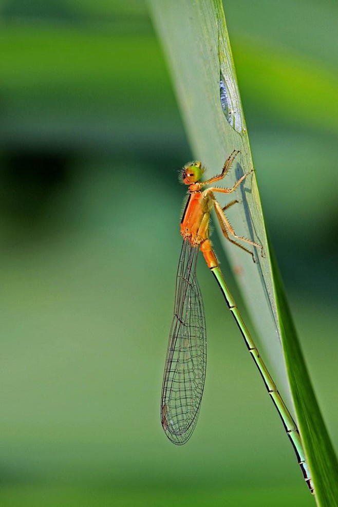 均翅亚目蟌科红胸细腰蟌