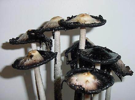 鬼伞蘑菇化成黑水图片