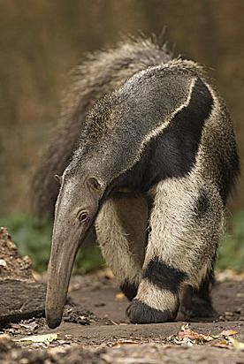 anteater