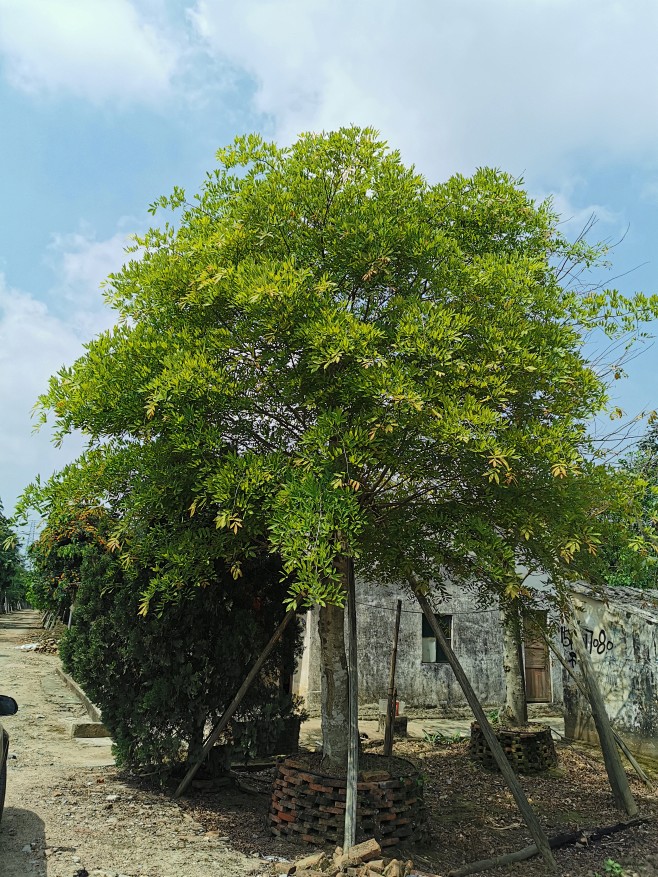 越南黄花梨树图片图片