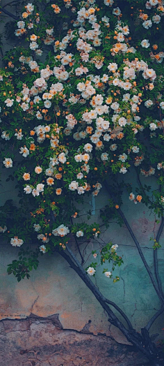 西兰花_开采集到【花开荼蘼】