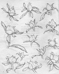 清翎er採集到花卉線描line drafts of flowers