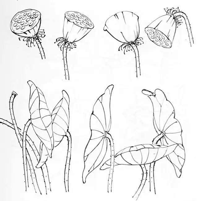 白描荷花畫法