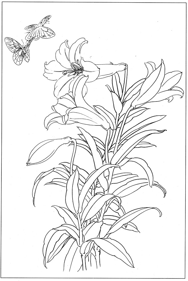 百合花工笔白描线稿上色练习21图