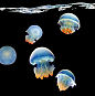 嘿！麻烦帮我打马赛克好么？——马赛克水母




在距离澳大利亚凯恩斯（Cairns）100海里的珊瑚海（Coral Sea），一只马赛克水母（mosaic jellyfish）静静地漂浮着。无论是热带海域还是寒冷的海水，无论是海岸线还是遥远的深海，海洋里到处都有水母。水母的身体有95%都是由水组成的。尽管它们没有大脑，它们却很聪明，已经在地球上生存了5亿年之久。





马赛克水母（学名：Catostylus mosaicus）是钵水母纲根口水母目的海洋生物......