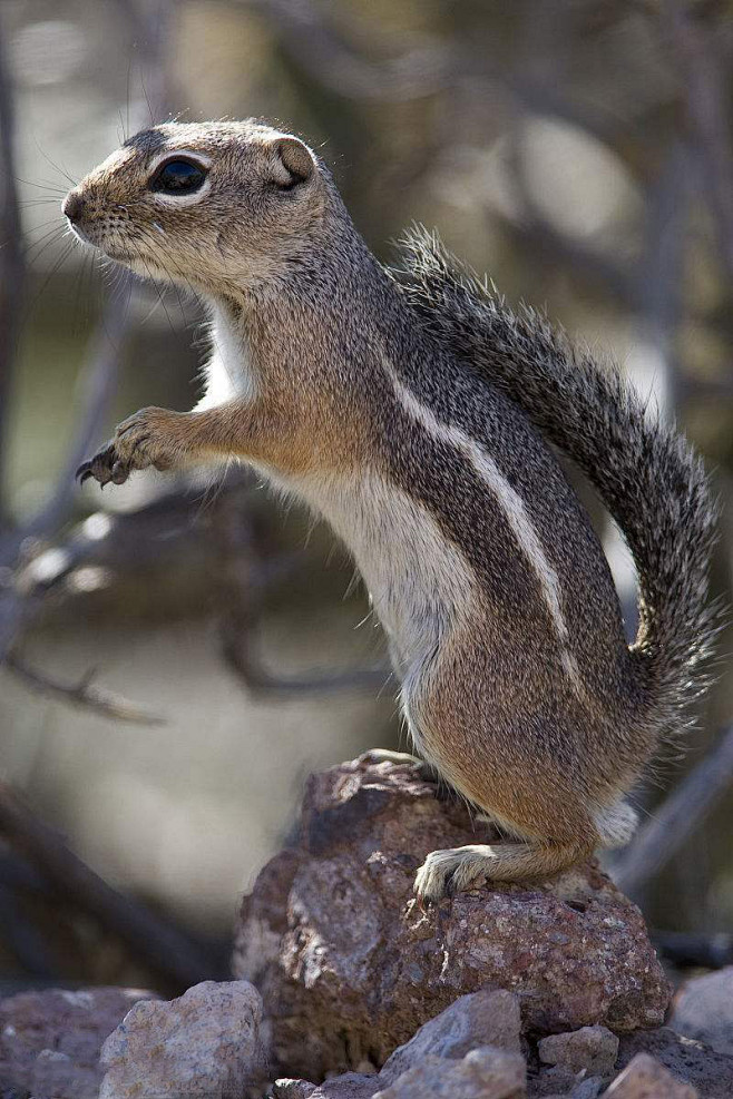 啮齿目松鼠亚目松鼠科鼯鼠属羚松鼠