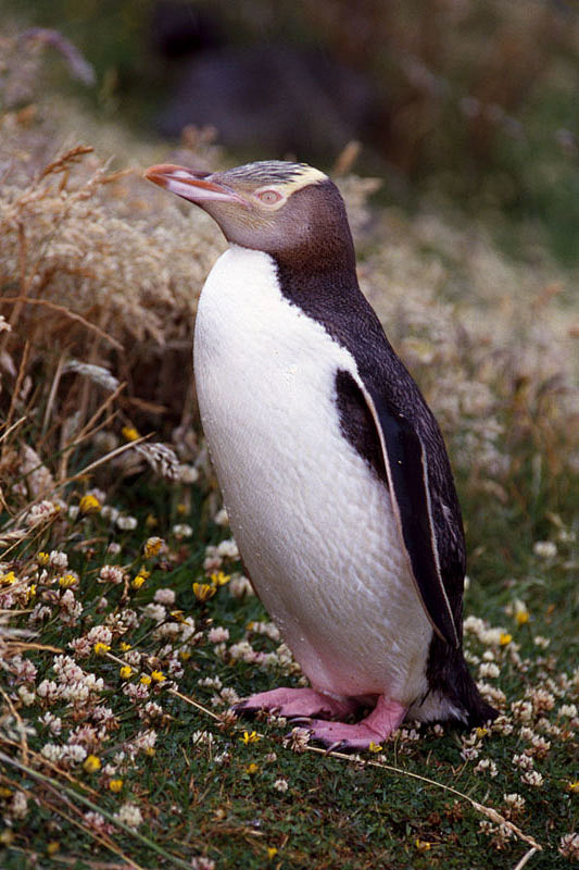 企鹅目企鹅科黄眼企鹅属黄眼企鹅