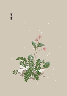 芍药居一霸采集到不知道叫啥名