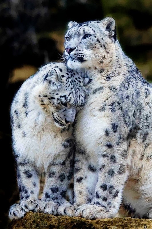 Snow Leopards
