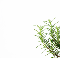 余菇菇采集到PNG 素材