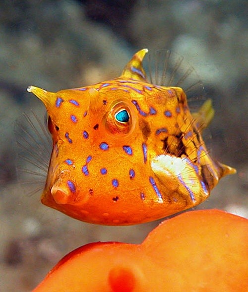 浅墨淡殇从大海葫芦转采于2017-06-13 22:15:34箱豚鱼浅墨淡殇该采集