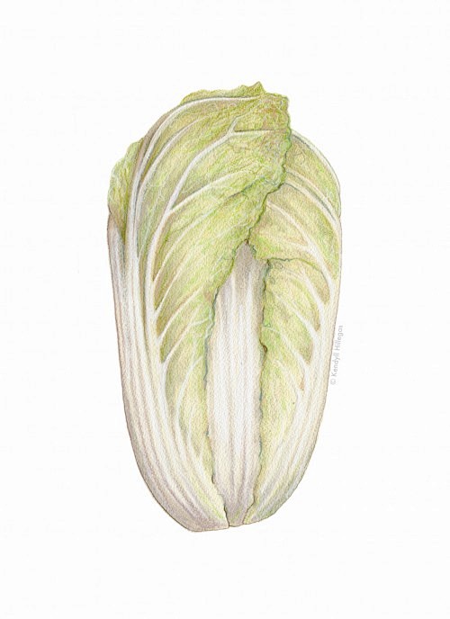 彩铅手绘白菜