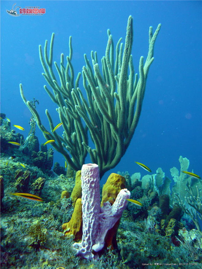 珊瑚的样子图片大全图片