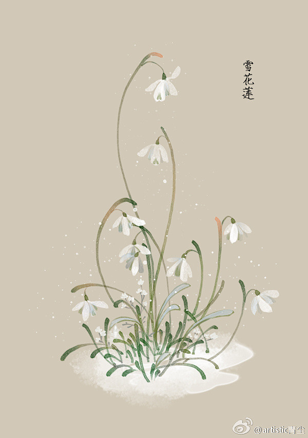 365天生日花 1月1日雪花莲 Snow Drop 花语 纯白的爱 花箴言 爱上这天出生的人 需像亲吻雪花莲般她