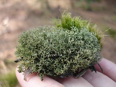 新鲜苔藓地衣石蕊鹿蕊驯鹿苔水陆缸景观造型10cm10cm淘宝网