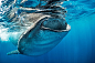 鲸鲨,鲨鱼,水,留白,动物嘴,水平画幅,巨大的,水下,动物习性,野外动物