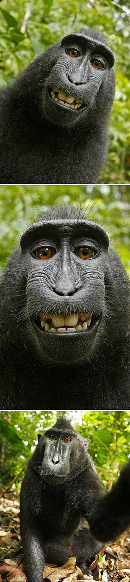 猕猴自拍鬼脸照片堪称珍奇英国一名摄影师最近在印度尼西亚苏拉威西岛