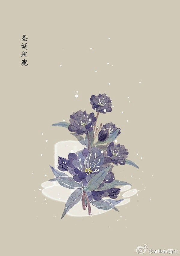 365天生日花 1月21日生日花 圣诞玫瑰 Christmas Rose 花语 矛盾 Contradiction