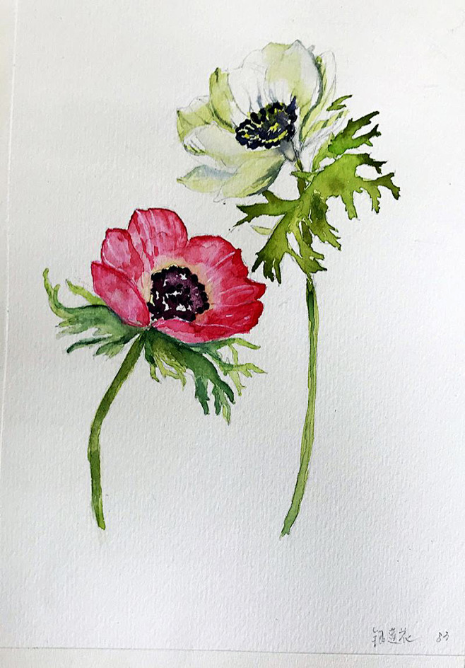 水彩花鸟图-花瓣网|陪你做生活的设计师