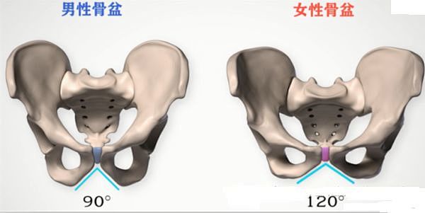 深度解剖骨盆和盆底肌别再说不了解了耻骨我们女性的骨盆是生殖器官的