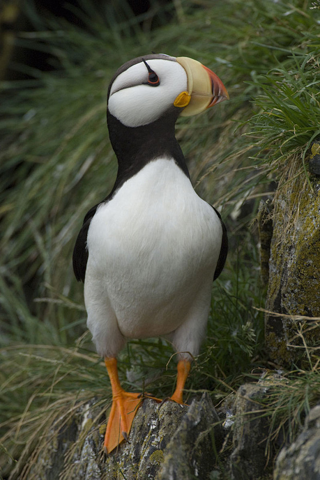 鸻形目海雀科海鹦属角海鹦