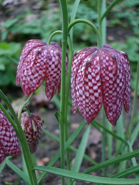 花格贝母fritillariameleagris百合科贝母属的植物又名阿