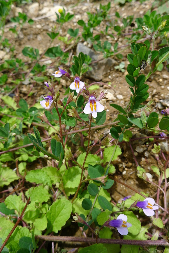 通泉草