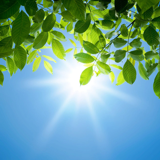 春天绿叶与阳光图片素材