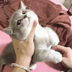 小妖Sika采集到可爱GIF