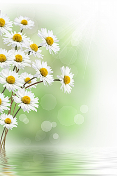 雏菊-78-花瓣网|陪你做生活的设计师 | #雏菊# #粉