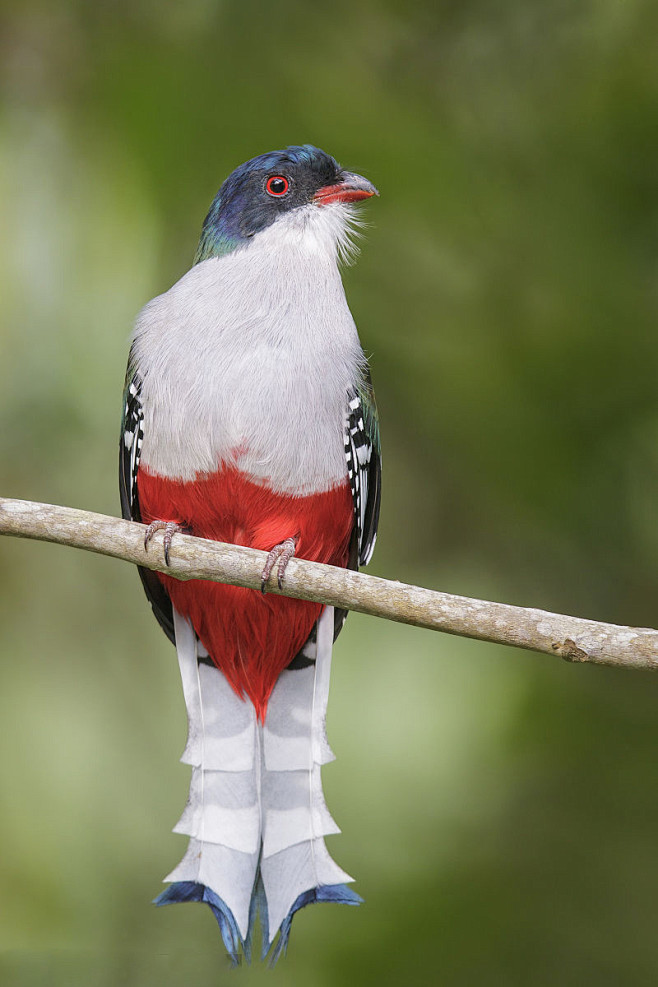 咬鹃目咬鹃科古巴咬鹃属古巴咬鹃