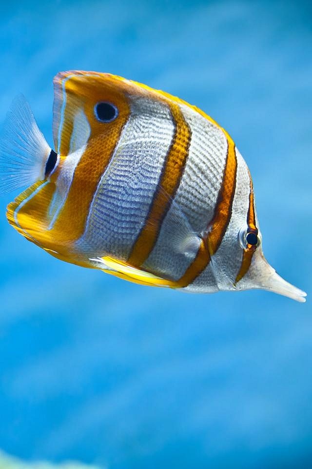 640960手机壁纸创意热带鱼tropicalfish