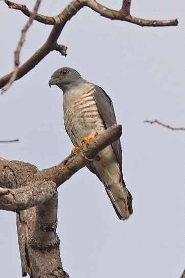 raito从whonly转采于2018-03-12 12:43:13鹰形目·鹰科·鹃隼属:非洲