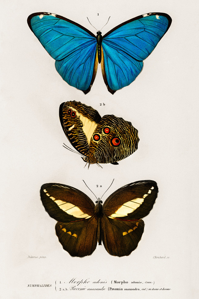 昆虫图鉴蝴蝶