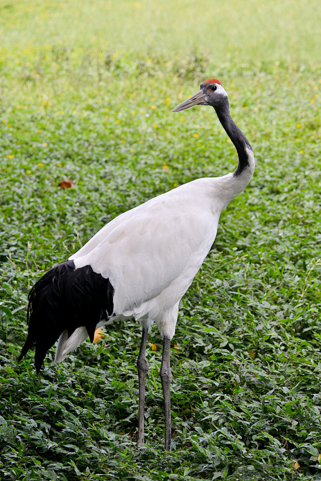 鹤形目鹤科鹤属丹顶鹤