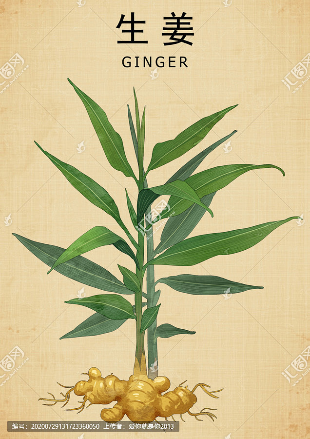姜姜根姜皮生姜生姜中药百辣云草药包装插画中医文化中草药中药图谱