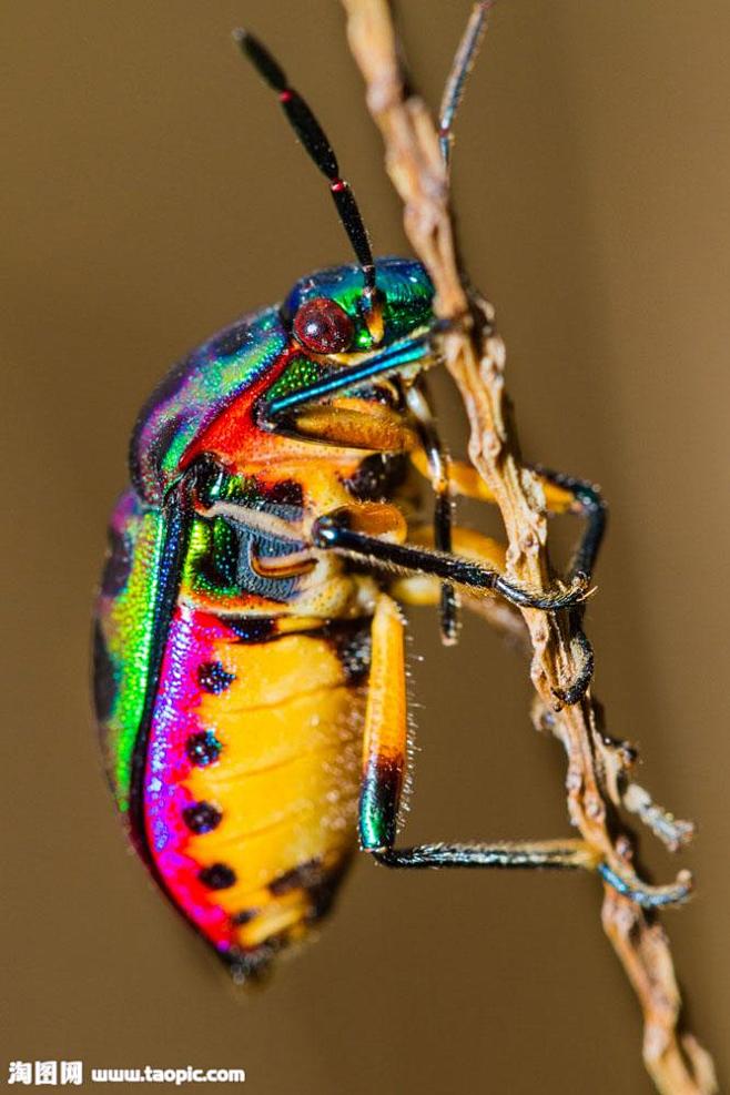 甲虫摄影