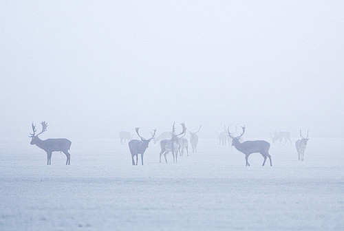 My Dear Deer 动物爱 Background Deer 鹿