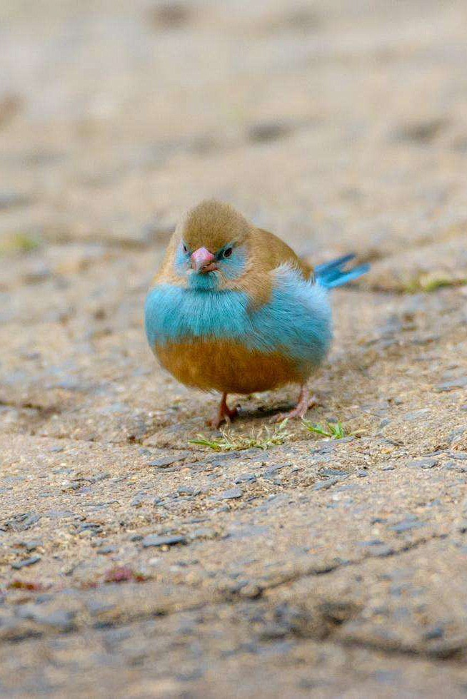 雀形目梅花雀科蓝饰雀属红颊蓝饰雀