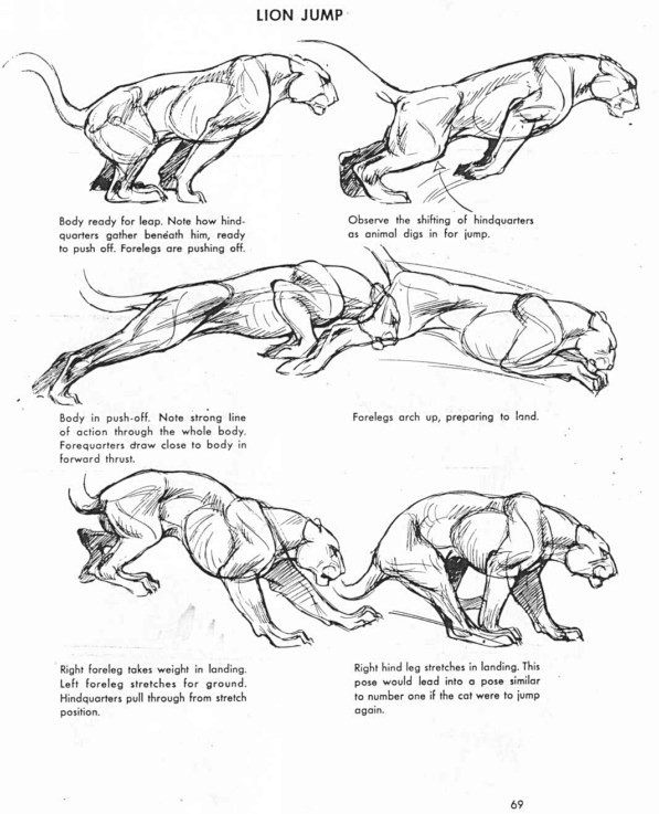 动物结构大型猫科动物的结构老虎狮子来自原画人官方微博微博