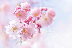 西兰花_开采集到【花开荼蘼】