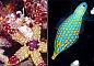 五彩斑斓的虾和海星（左）以及五颜六色的豚鱼